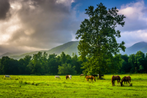 horseback riding cades covve