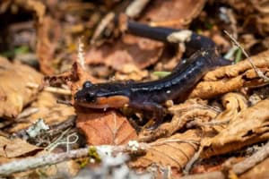 salamander in smoky mountains