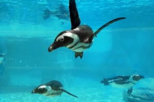 african penguins swimming