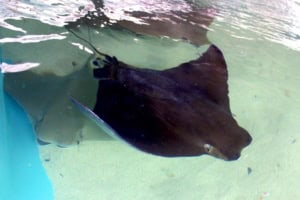 stingray at aquarium