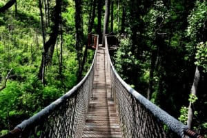 treetop skywalk at anakeesta